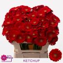 Vollsortiment Gerbera midi KETCHUP - 1 Stiel